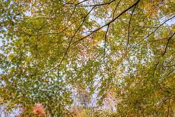 【紅葉に包まれる風景】「せんだん轟（とどろ）の滝」(五家荘)
[Landscape...
