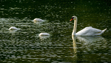 Swan with cute nestlings looking for a food underwater