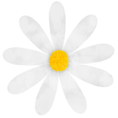 White Daisy watercolor illustration