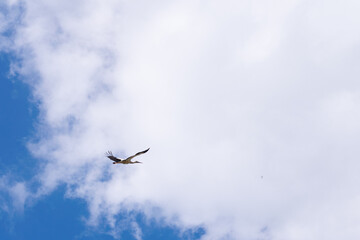Stork bird flying on blue sky with big white cloud, landscape