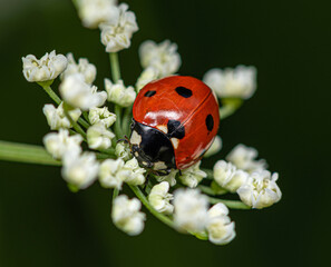 A red ladybug beetle sits on an inflorescence of white hemlock flowers.