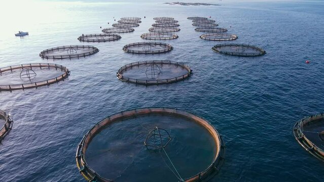 Aerial drone footage of aquaculture fish farming unit of sea bass and sea bream in growing cages in calm deep waters