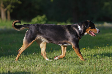 Adorable Greater Swiss Mountain dog with a black leather collar posing outdoors walking on a green grass in spring