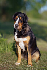 Naklejka na ściany i meble Attentive Greater Swiss Mountain dog with a black leather collar posing outdoors sitting on a green grass in spring