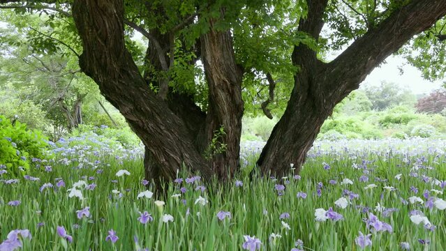 白と紫の菖蒲の花と一本の大木