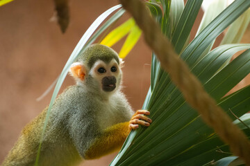 Happy spider monkey holding leaf