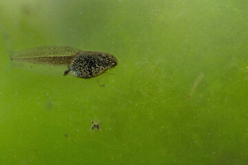Underwater, the Alpine Newt tadpole (Ichthyosaura alpestris) 