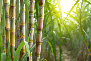 Sugar cane plantation growing up. - obrazy, fototapety, plakaty