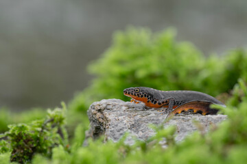 Alpine newt male in the breeding season (Ichthyosaura alpestris)
