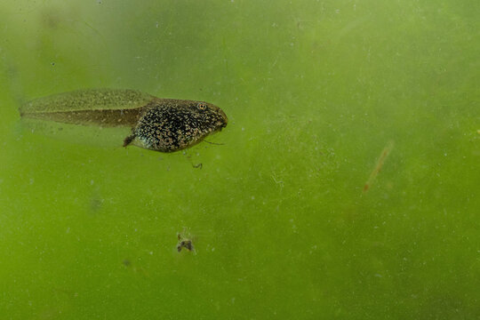 Underwater, the Alpine Newt tadpole (Ichthyosaura alpestris) 