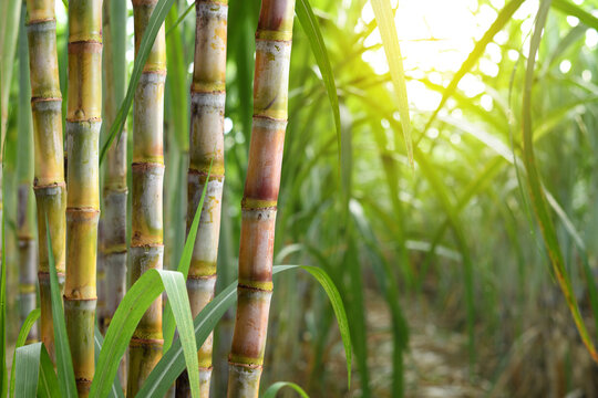 Sugar cane plantation growing up.