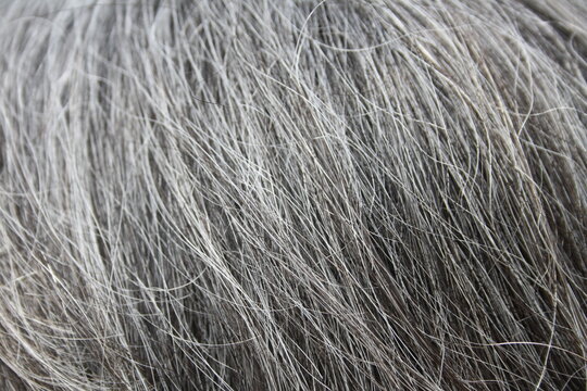 Cheveux gris et blanc en gros plan	