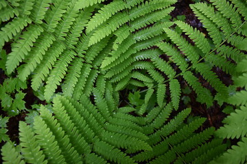 A fern in spring, Sainte-Apolline, Québec, Canada