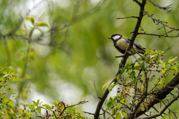 Great tit on a branch