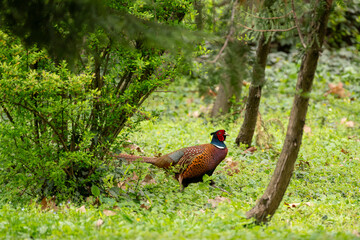 pheasant male in the grass