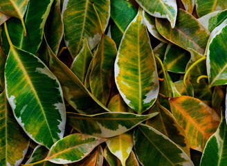 Green leaves pattern background, Natural background and wallpaper