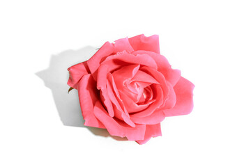 Red rose with hard shadow isolated on white background