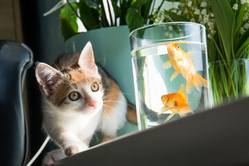 In a room on the windowsill, a cat is watching a goldfish in an aquarium.