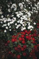 Small flowers in white and red