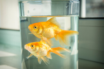 On the windowsill is an aquarium with goldfish.