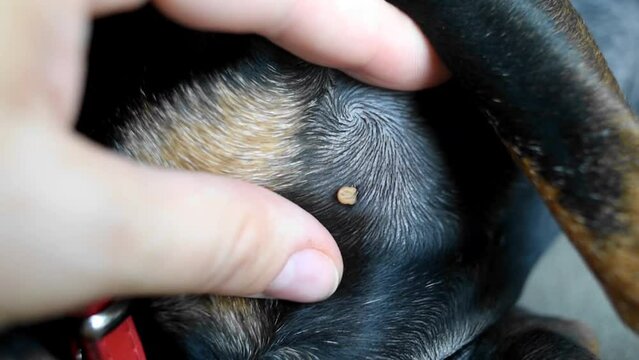 A tick on a dog. A biting tick on an animal. Veterinary examination.