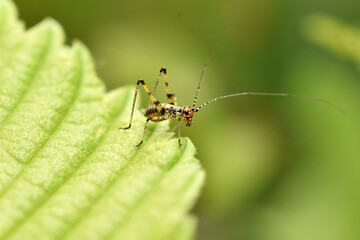 A young grasshopper on a plant leaf.