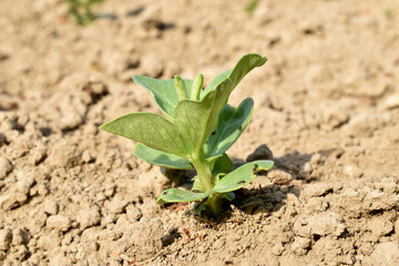Shoots of a bush of beans in the garden.