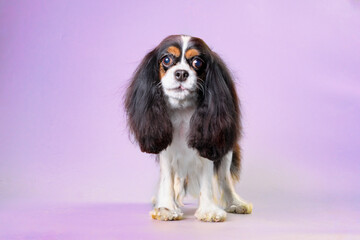 Spaniel dog cavalier King Charles on a background of flamingo color