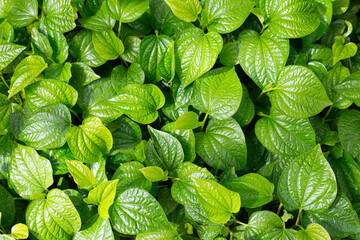 Fresh leaves of wild betel