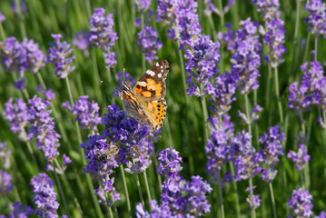 Painted Lady (Vanessa cardui) butterfly perched on lavender in Zurich, Switzerland