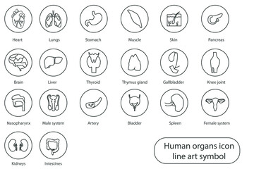 Fototapeta premium Human internal organs hand drawn line icon. Minimal vector illustration with a simple thin line icon
