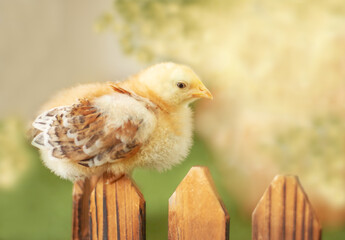 little chicken sits on the fence