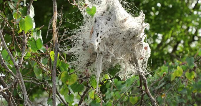 Web on tree.