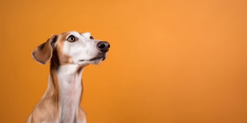 Curious Arabian saluki dog looking to side at blank copy space, on orange background. AI generative.