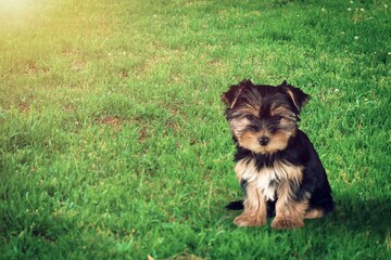 Cute fluffy dog puppy in nature forest