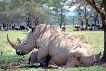 Naklejka premium Close-up of white Rhinoceros at Lake Nakuru National Park, Kenya
