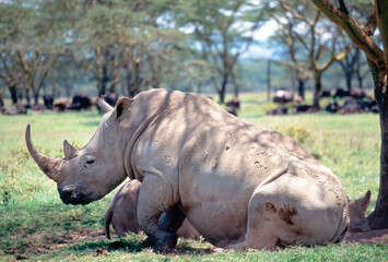Close-up of white Rhinoceros at Lake Nakuru National Park, Kenya
