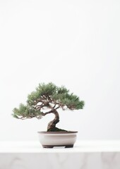Tranquil Beauty: Minimalistic Bonsai Tree on White Background. Generative AI