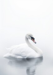 Obraz premium Minimalistic Elegance of a white Swan on Water. Generative AI.