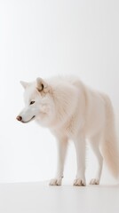 Alpha Majesty: Capture the Elegance of a Minimalistic photography of a Majestic Wolf. Generative AI.