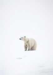 Fototapeta na wymiar White Polar Bear: Minimalistic Elegance of Arctic Majesty. Generative AI