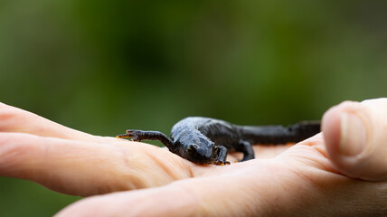 Teichmolch in der Hand, Frontal