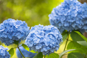 梅雨の晴れ間に咲く色鮮やかな紫陽花