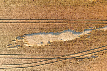 Top view of a corn field in the Taunus/Germany with ears of corn depressed by the rain
