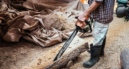 Chainsaw. Close-up of Lumber workers using woodcutter sawing chain saw