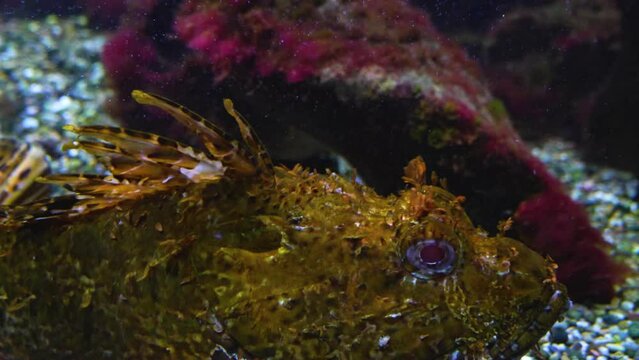 A Stonefish also bearded ghoul swimming from side to side