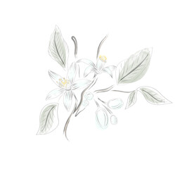 Neroli flowers and leaves hand drawing on white background.