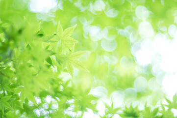 京都 夏の空を彩る爽やかな緑色のもみじの葉 - obrazy, fototapety, plakaty