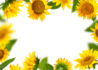Frame made of Flying yellow sunflowers, green leaves isolated on white background. With clipping path. Cut out Sunflower. Beautiful floral card. Template for design. Mockup