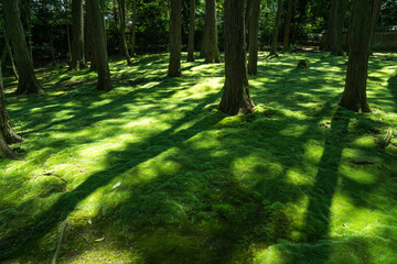 Fototapeta na wymiar 奈良 初夏の唐招提寺の森を彩る鮮やかな緑の苔